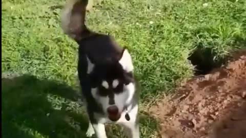 Husky dog digs a giant hole in backward