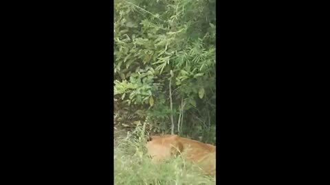 Tiger attacking cow in front of cow owner - Harsh Reality of Nature!!!_Cut.mp4