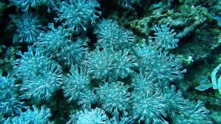 Underwater Dreams - Soft corals