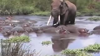 The majesty of the elephant