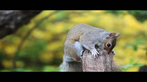 CUTE ANIMALS Video doing funny things |Beautiful Animals Doing Funny Thing|Beautiful Animal