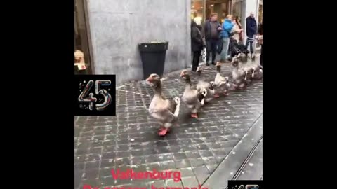 Duck in a row Parade