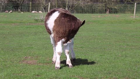 funny Calf farming rural cow young farm