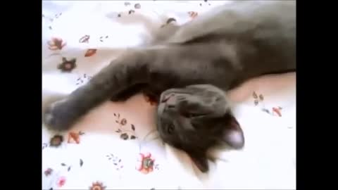 Cutest Cat ever wants to sleep longer