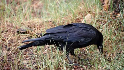 Raven Feeding While on the Ground