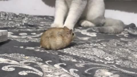 kitten looking at hamster