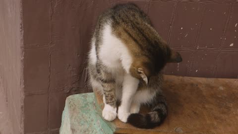 Brown Kitty Self Cleaning Outside