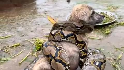 Dog vs Snake Big snake 🐍 Fight.