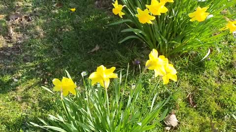 Beautiful daffodils flower