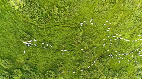 The flight above the flock of sheep on a picturesque mountain