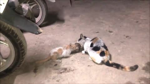 Cat Mom and Kitten catching eating big mouse together