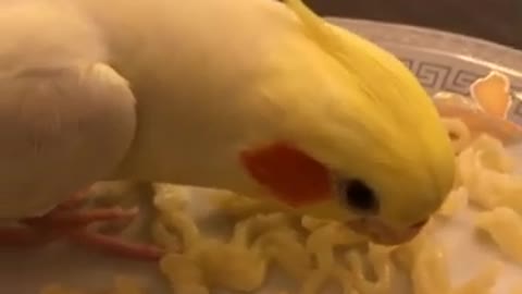 Cockatiel singing to his favorite meal | parrote song