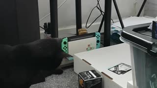 Printer Causes Curious Kitty to Twitch