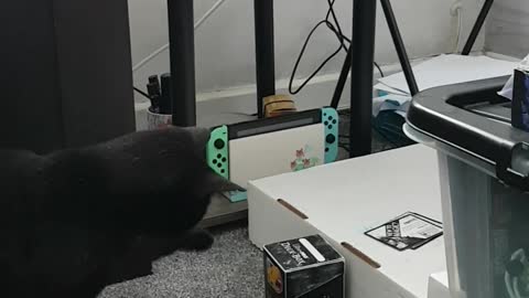 Printer Causes Curious Kitty to Twitch