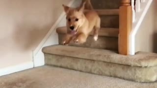 Puppy runs down staircase and skips last step