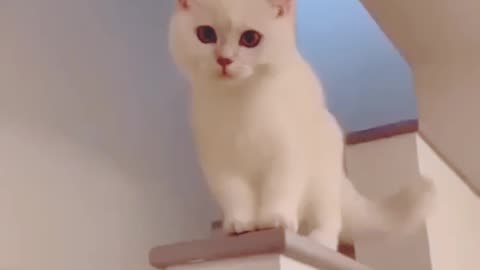 Cute Cat