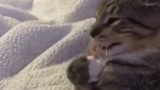 Cat yawns and puts paws to its chest