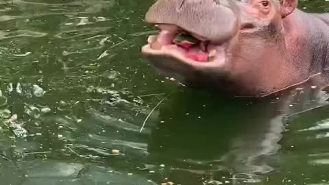 The hippo is eating the watermelon