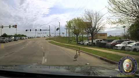 Dash camera video shows a Moore police officer assist a family of geese cross a busy road