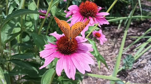 Gulf Fritillary