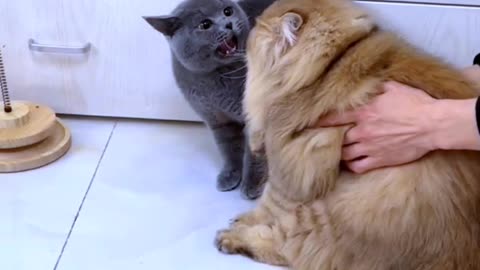 Funny Cats fight--_cats _funnycats _shorts _reels