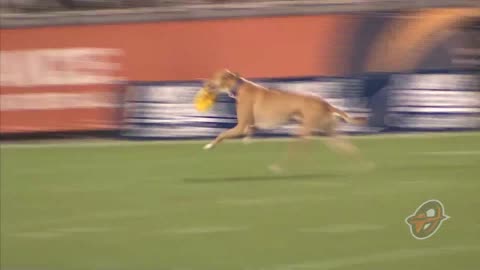 Dog Sets frisbee record for longest catch during Canadian football game