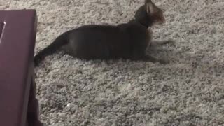 Cat goes wild for his tail