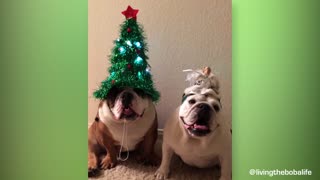 Bulldogs Wearing Christmas Hats