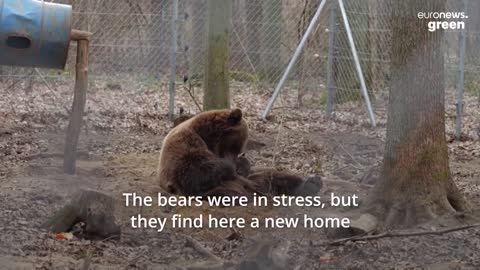 How are endangered bears escaping the Russian invasion of Ukraine?