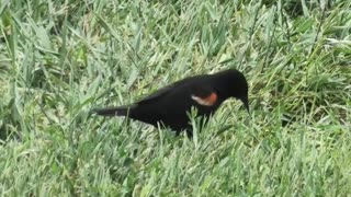 Red-Winged Blackbird (male)