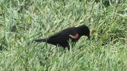 Red-Winged Blackbird (male)