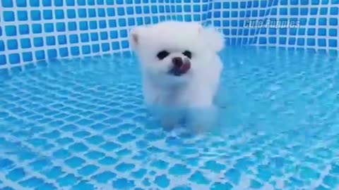 Tik Tok Funny and Cute Pomeranian and Dog 😍