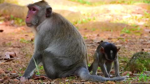 Monkey Jane Gets Angry with Young Male Monkey