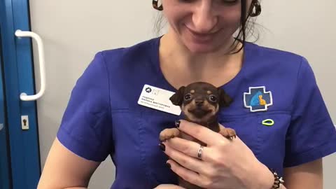 Puppy Doesn't Mind Visiting The Vet