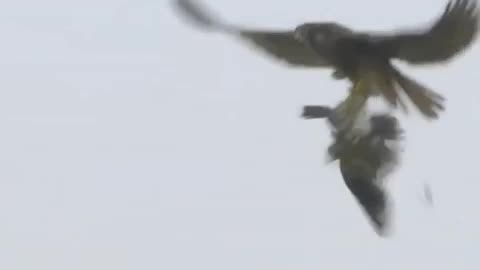 Peregrine Falcon's Dizzying Dives at 240 mph 💨🦅#falcon