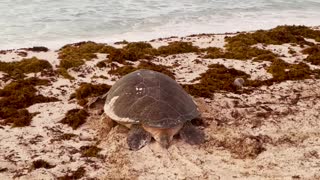 Rescuing an Exhausted Mama Sea Turtle