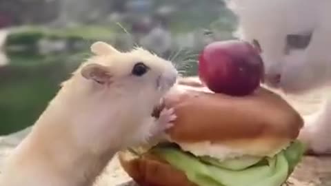 Cute mouse and Kitty eating hamburger SO ADORABLE