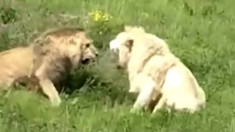 Fight between a white lion and a male lion