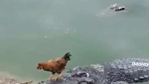 🐔 🐔 funny video#viral animals