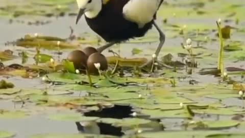 Bird Hatches Its Eggs On Water