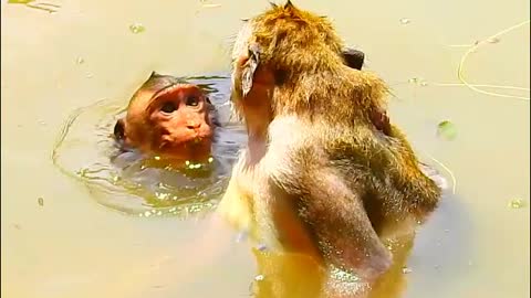 006 BABY MONKEY DROWNING IN THE WATER- MonkeyAnimals