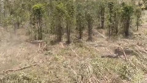 Cuttinh forest how bulldozer clear the forest in minutes