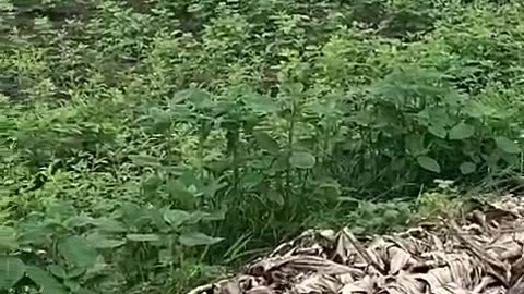 #funny monkey #viral