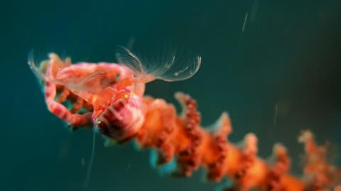 Porcelain Crab Catching Dinner