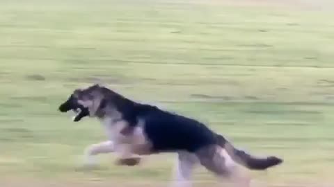 german shepherd - testing your speed