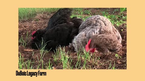 DuBois Legacy Farm - Mini-Homestead