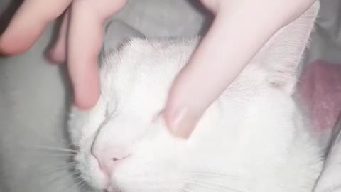 Cat Loves Face Massage