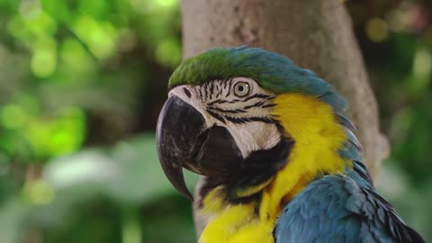 The feathers of this stainless steel parrot are very beautiful, do you like it