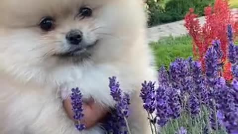 Cute puppy 😍