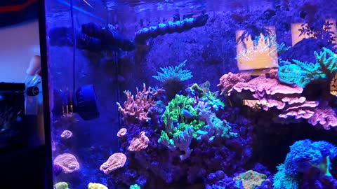 My 75 gallon SPS dominate Reef